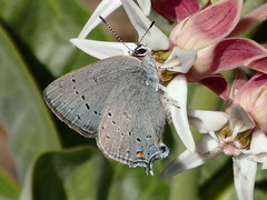 Satyrium sylvinus