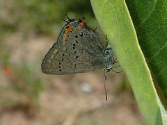 Satyrium sylvinus