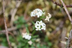Galium saxatile