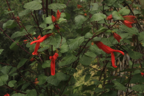 Image of Salvia regla by (c) Ricardo Jaimes-López, some rights reserved (CC BY)