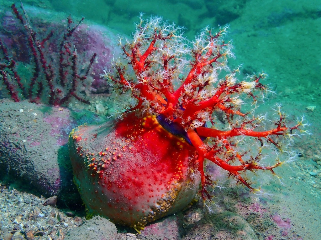 Violet Sea Apple