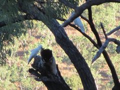 Cacatua galerita galerita