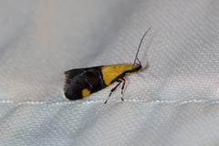Oecophora bractella