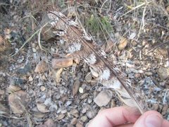 Podargus strigoides strigoides