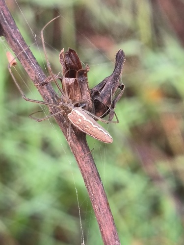 Tetragnatha shoshone