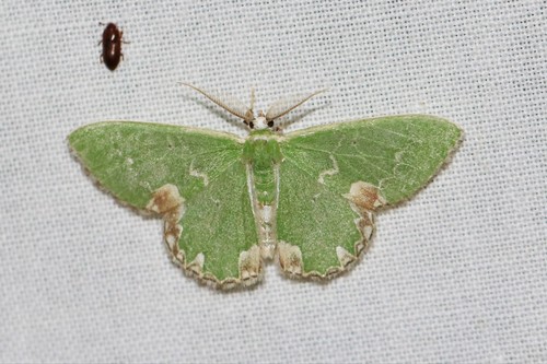 Blotched Emerald
