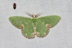 Comibaena bajularia