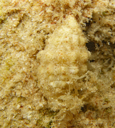 Vexillum cancellarioides observed 2024-05-04