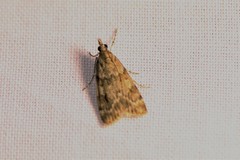 Scoparia ambigualis