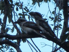 Dacelo novaeguineae novaeguineae