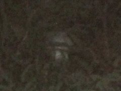 Tyto alba delicatula