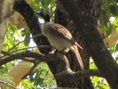 Philemon corniculatus corniculatus