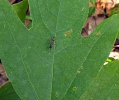 Rainieria