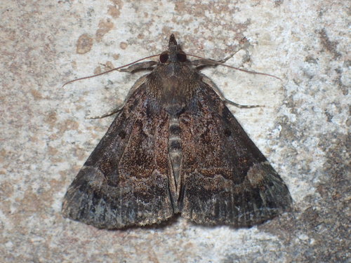 Mottled Snout photo 4