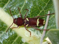 Xylotrechus insignis