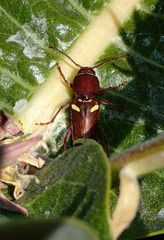 Xylotrechus insignis