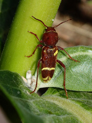 Xylotrechus insignis