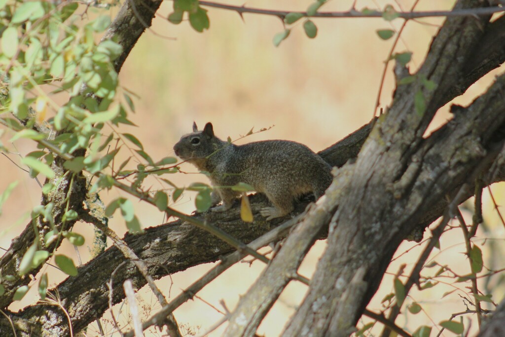 Fisher Ground Squirrel