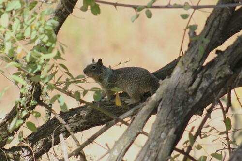 Fisher Ground Squirrel