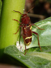 Xylotrechus insignis