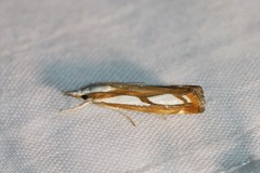 Catoptria