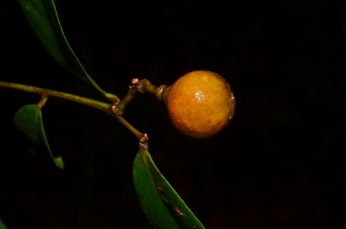 Xanthophyllum octandrum observed 2024-09-11