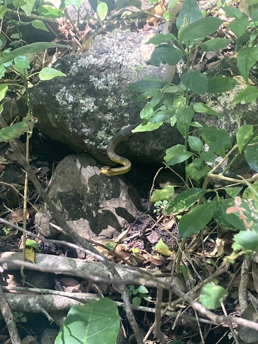 Common Tree Snake sighting
