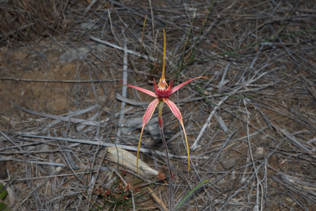 Caladenia decora