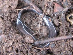 Hemiergis talbingoensis