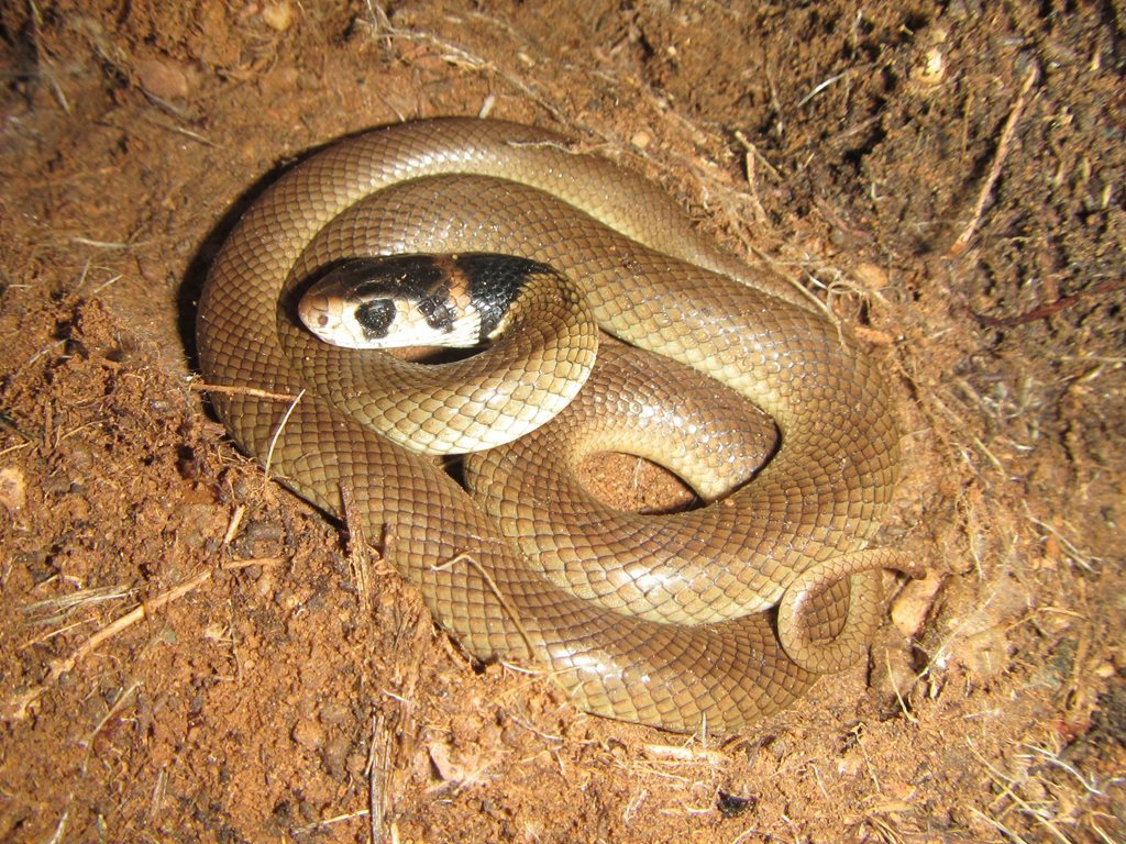 Eastern Brown Snake (Pseudonaja textilis) - Snakes and Lizards