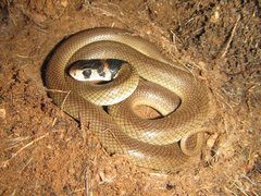 Eastern Brown Snake photo 3