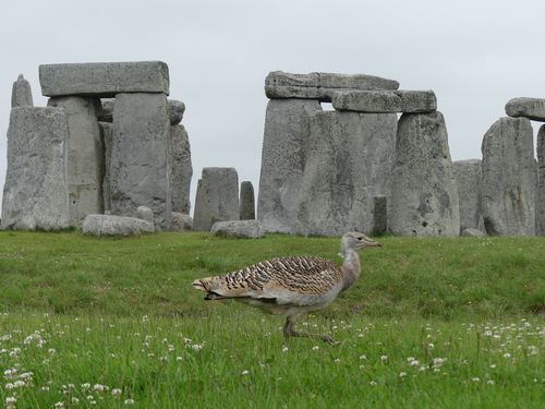 Great Bustard