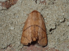 Apoda y-inversa