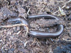 Hemiergis talbingoensis