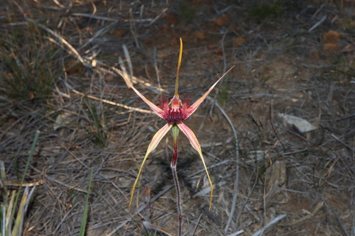 Image of Caladenia decora by (c) Thomas Mesaglio, some rights reserved (CC BY)