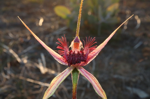 Image of Caladenia decora by (c) Thomas Mesaglio, some rights reserved (CC BY)