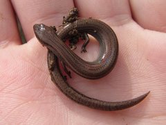 Hemiergis talbingoensis