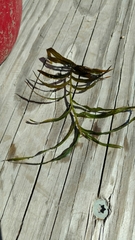 Potamogeton robbinsii