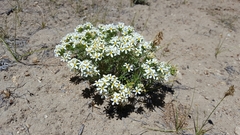 Leptosiphon nuttallii pubescens