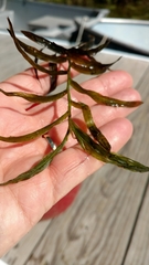 Potamogeton robbinsii