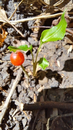 Image of Geophila herbacea by (c) Augustus Chen, some rights reserved (CC BY)