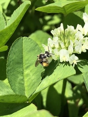 Calliopsis andreniformis