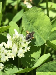 Calliopsis andreniformis