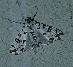 Conchylodes diphteralis