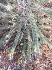 Echium italicum biebersteinii