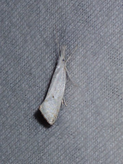 Euceratia castella