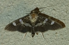 Desmia ufeus