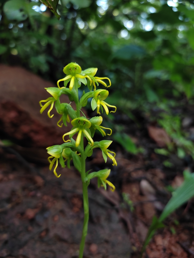 Habenaria marginata