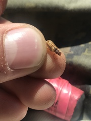 Syneta extorris