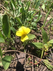 Viola nuttallii